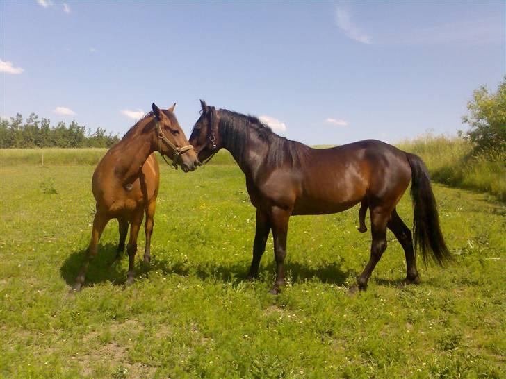 DSP <3 Freja. *I HIMLEN* - # 16. Freja og hendes kæreste Apollo.. Håber de får et bette føl sammen.. Taget d. 7/6-2008 (De fik DK Bjørnholts Søs sammen den 5 juni 2009) billede 16