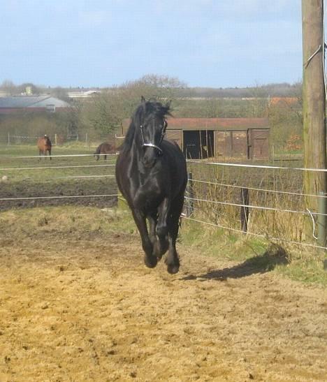 Frieser Nancy død d.19-02-2009 - nancy leger 16-03-2007 billede 15