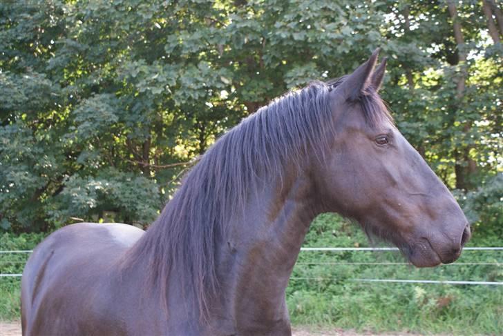 Frieser Nancy død d.19-02-2009 - Nancy sep 2008 billede 17