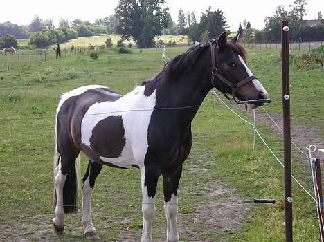 Pinto Benjamin SOLGT - Min dejlige lille pony, vil meget gerne ind fra fold. <3 billede 16