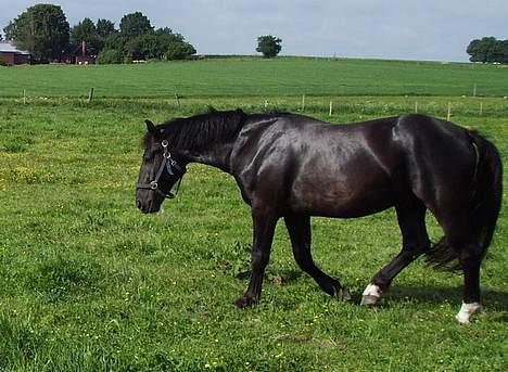 Oldenborg Lucius Bedsted solgt billede 4