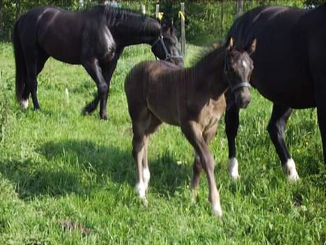 Oldenborg Lucius Bedsted solgt - i forgrunden ses min halv lillesøster Lucia rumpen man kan se er vores mor og jeg går 10 sikre skridt bagved.. billede 5