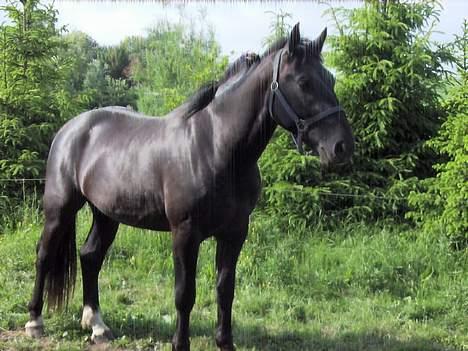 Oldenborg Lucius Bedsted solgt - Hov hvad sker der derover... billede 6