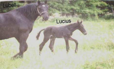 Oldenborg Lucius Bedsted solgt - Her er jeg 3 dage gamel og på fold for første gang med min mor Lubell.(billed af et billed derfor ringe kvalitet) billede 7