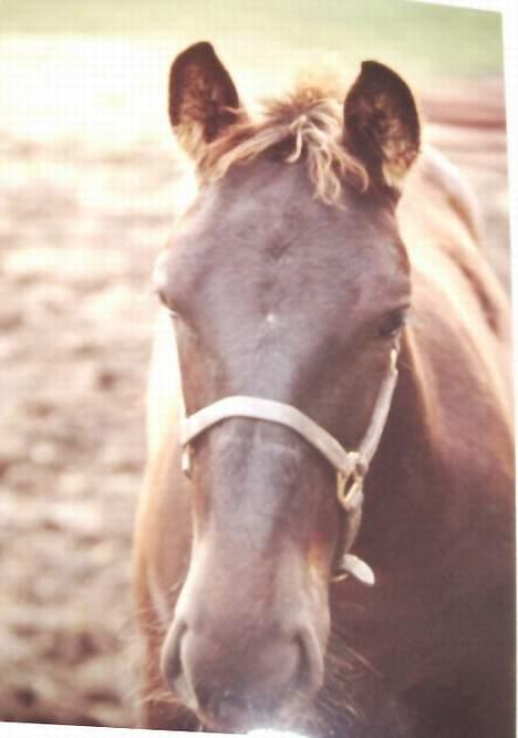 Oldenborg Lucius Bedsted solgt - Charme, selvtillid og lækkert hår..eller noget her er jeg 3 mdr....(billed af et billed derfor ringe kvalitet) billede 8