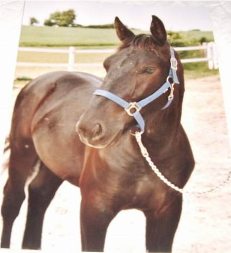 Oldenborg Lucius Bedsted solgt - Her er jeg flyttet hjemmefra, og skal til at gøre mig klar til føl og plagskue i Gørlev....(billed af et billed derfor ringe kvalitet) billede 10