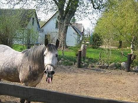 Anden særlig race Paddinqton billede 1