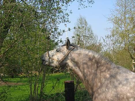 Anden særlig race Paddinqton - Padde <,3 billede 2