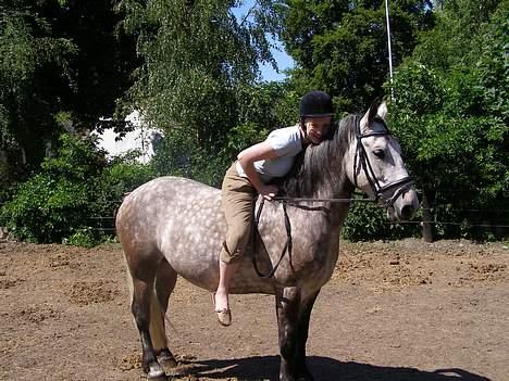 Anden særlig race Paddinqton - Uden sadel :´D billede 3