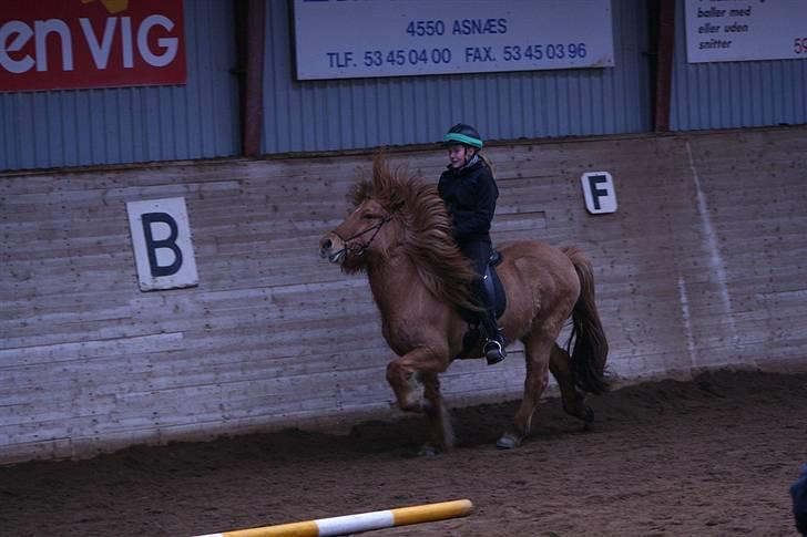 Islænder Óðinn fra Toves Mark - Kristiane og Óðinn i smuk tölt <3 [Taget af Ditte Vang-Pedersen] billede 13