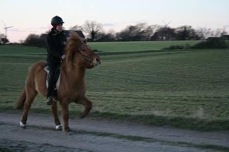Islænder Óðinn fra Toves Mark - Han er bare begyndt at tölte så fint ! <3 [Taget af Anne Comlossy] billede 15