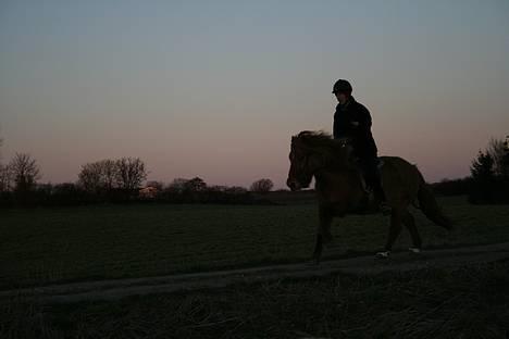 Islænder Óðinn fra Toves Mark - Galop på grusvejen i solnedgangen [Taget af Anne Comlossy] billede 16