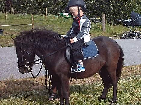 Shetlænder laban `` solgt `` billede 1