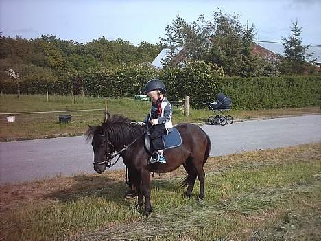 Shetlænder laban `` solgt `` billede 2