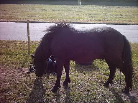 Shetlænder laban `` solgt `` billede 3