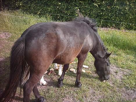 Shetlænder laban `` solgt `` billede 4