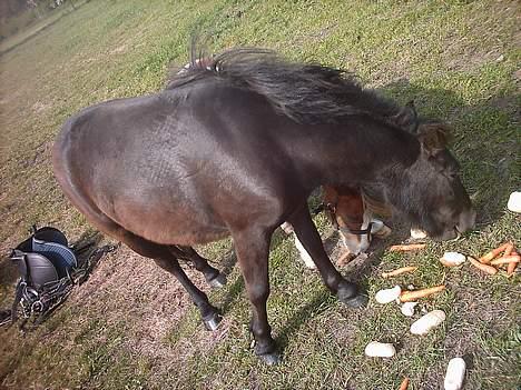 Shetlænder laban `` solgt `` billede 5