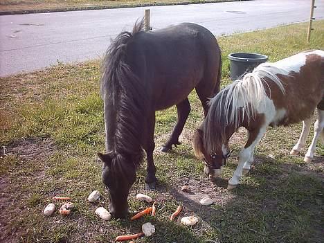 Shetlænder laban `` solgt `` billede 6