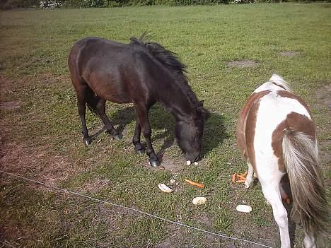 Shetlænder laban `` solgt `` billede 7