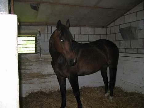 Anden særlig race Diva - *Diva* billede 1