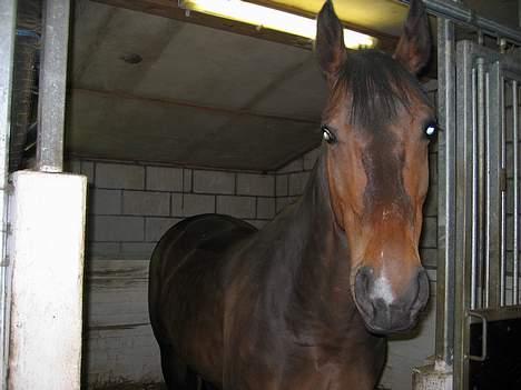 Anden særlig race Diva - *My Star* billede 2