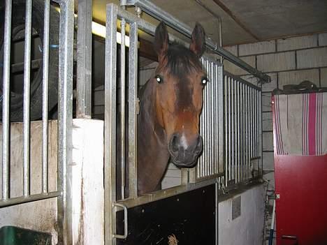 Anden særlig race Diva - *Diva* billede 3