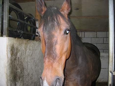 Anden særlig race Diva - *Diva* billede 4