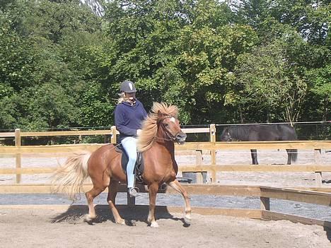 Islænder Lukka fra Flødal (SOLGT) - Lukka og jeg i tölt billede 11