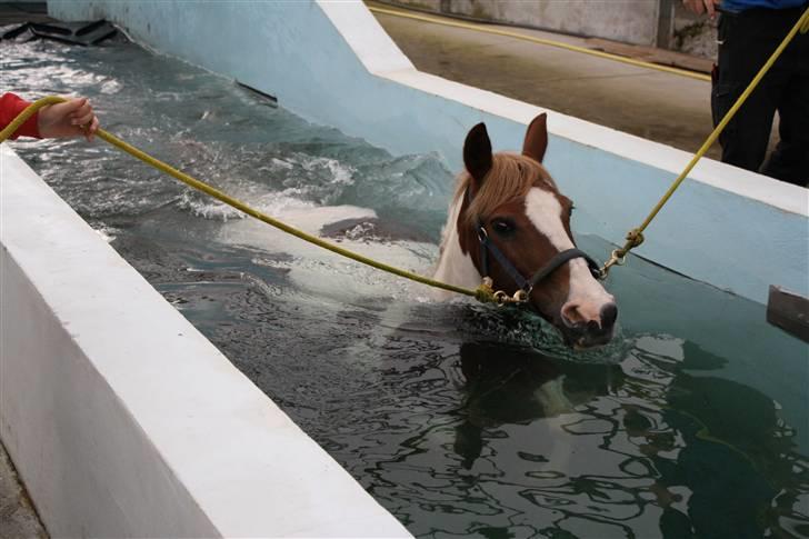 Anden særlig race Thiano - Thiano ude og svømme. billede 16