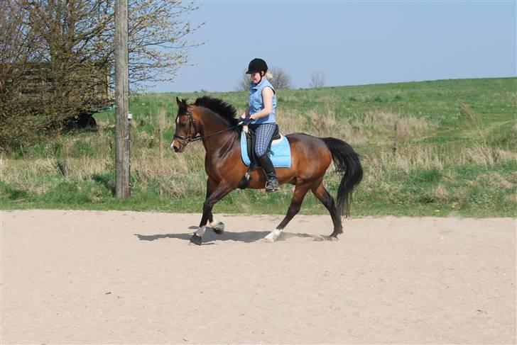 DSP schmeichel af svanegården - taget d. 24/4-09 af Amalie billede 2