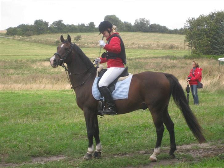 DSP schmeichel af svanegården - jagt september 2009 billede 3