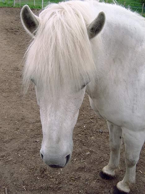 Islænder beauty - hvor er du henne amanda billede 2