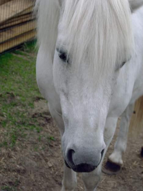 Islænder beauty - kom hen til mig billede 3