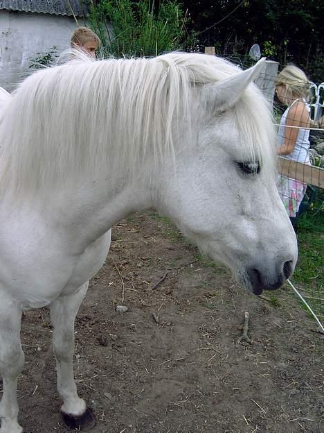 Islænder beauty - min søde pony billede 7