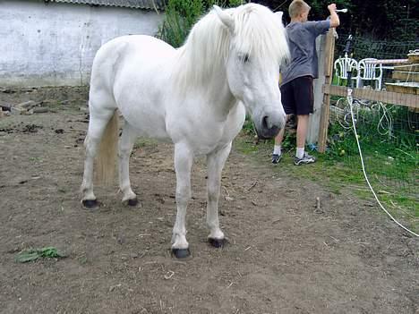Islænder beauty - lad vær med at være stædig kom nu billede 9