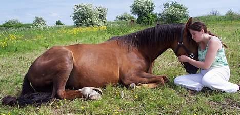 Dansk Varmblod Winzerkind  - Nusser på fold billede 4