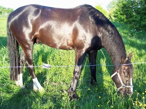 Anden særlig race  Force Machure  - Smukke skinnende Force på sommergræs billede 15