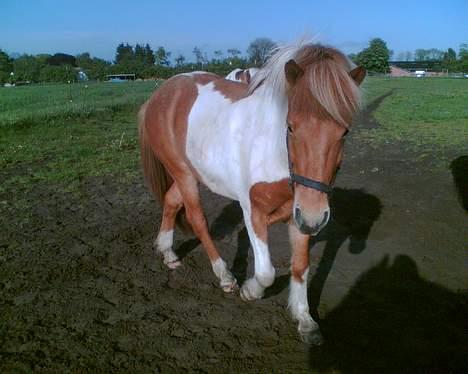 Islænder Mellemhavens Tjalfe  - Smukke Tjalfe . D. 9/6-06.  billede 20