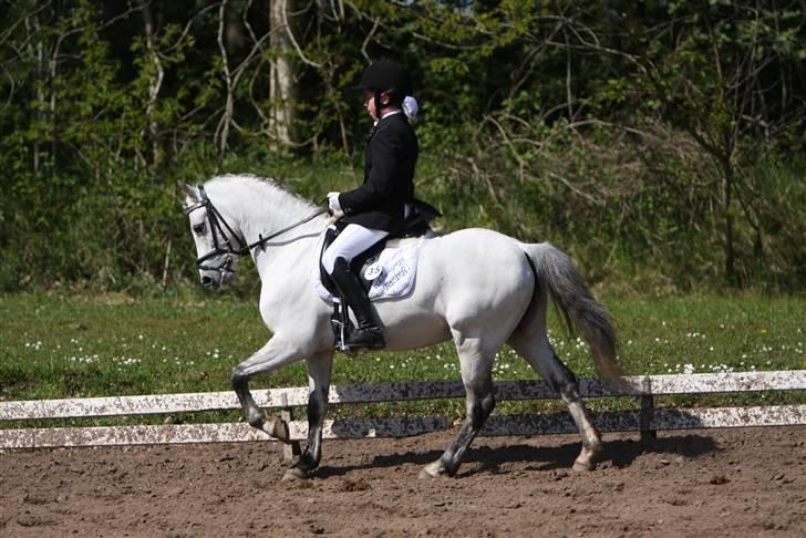 Welsh Pony (sec B) Skovbjergs Bacardi billede 10