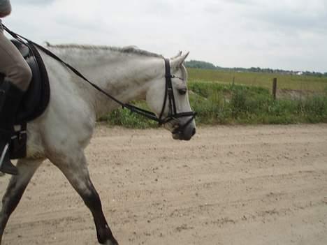 Welsh Pony (sec B) Skovbjergs Bacardi - hvor er han godt nok flot.. hvar billede 12