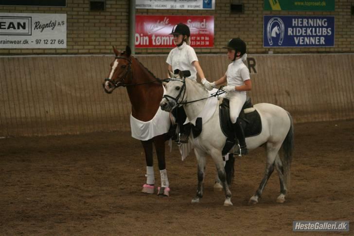 Welsh Pony (sec B) Skovbjergs Bacardi - Malene og jeg til fastelavnsstævne 2008 vi vandt det var mega sjovt billede 13