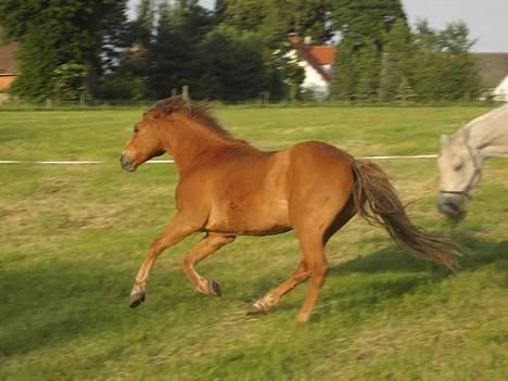 New Forest Walker - er han ikke dejlig ? billede 19