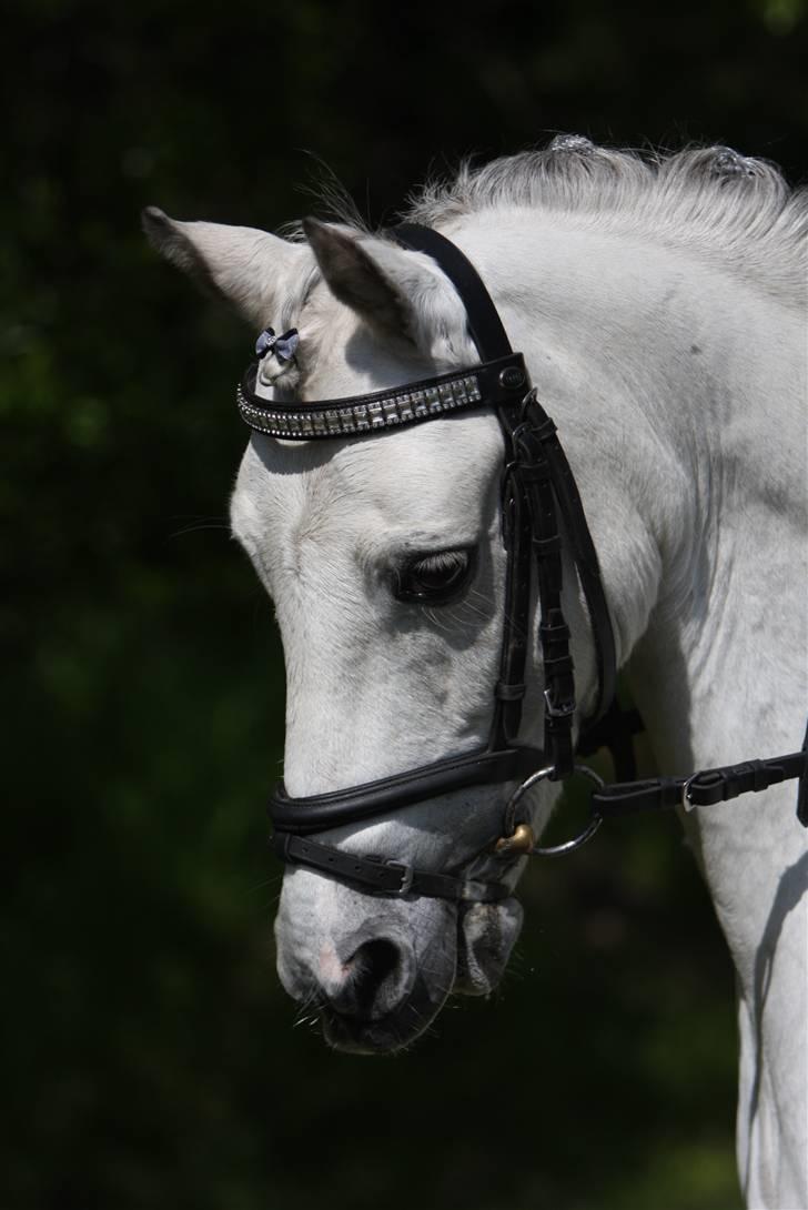 Welsh Pony (sec B) Skovbjergs Bacardi - hans fine hoved billede 14