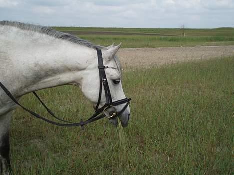 Welsh Pony (sec B) Skovbjergs Bacardi - han kan ikke ha det hele i munden. billede 15