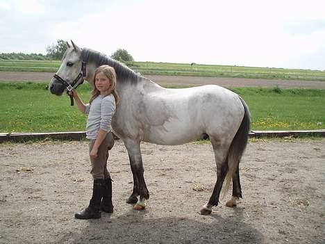 Welsh Pony (sec B) Skovbjergs Bacardi - Efter en ridetur.. billede 16