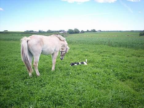 Fjordhest Jasper Møldrup(solgt) - Jasper og min hund tulle billede 4