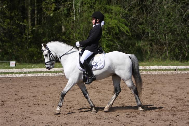 Welsh Pony (sec B) Skovbjergs Bacardi billede 17