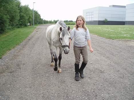 Welsh Pony (sec B) Skovbjergs Bacardi billede 18