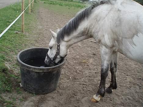 Welsh Pony (sec B) Skovbjergs Bacardi - Bacardi er tørstig. billede 19