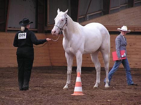 Paint Charlies Qiani Ice - My Sweet Qiani billede 1